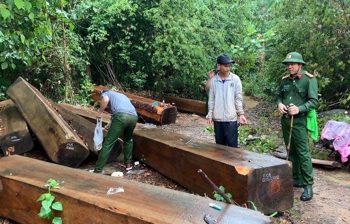 Khai thác tài nguyên rừng bất hợp pháp phải chịu trách nhiệm hình sự thế nào ?